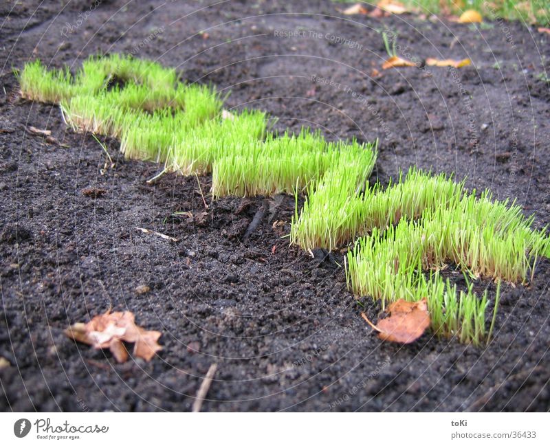 oblique sun Grass Green Letters (alphabet) Garden Park Sun senefelderplatz Lawn marzano luca marzano toki