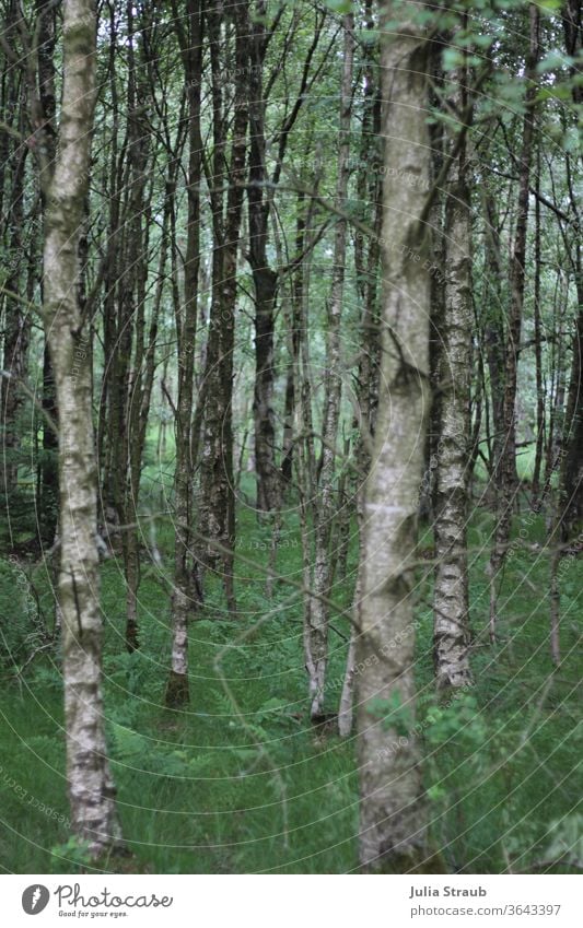 enchanted birch forest in the Black Moor Birch tree Birch wood birches green Grass Fern leaf ferns Gray Nature Nature reserve Forest forest soils Glade Bright