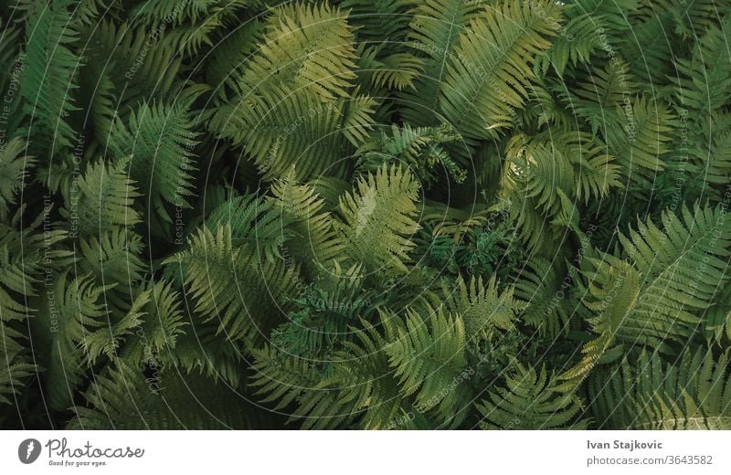 Full frame Tropical Matteuccia struthiopteris Fern toned dark wood green leaf texture forest nature fern pattern bright summer top tropical light grass basket