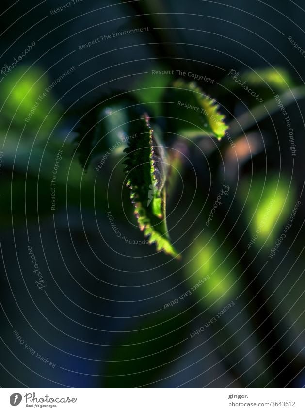 Lensbaby macro/low key: Mystic green - Feeling like an alien Foliage plant Shallow depth of field Contrast Shadow Light Day Neutral Background Deserted