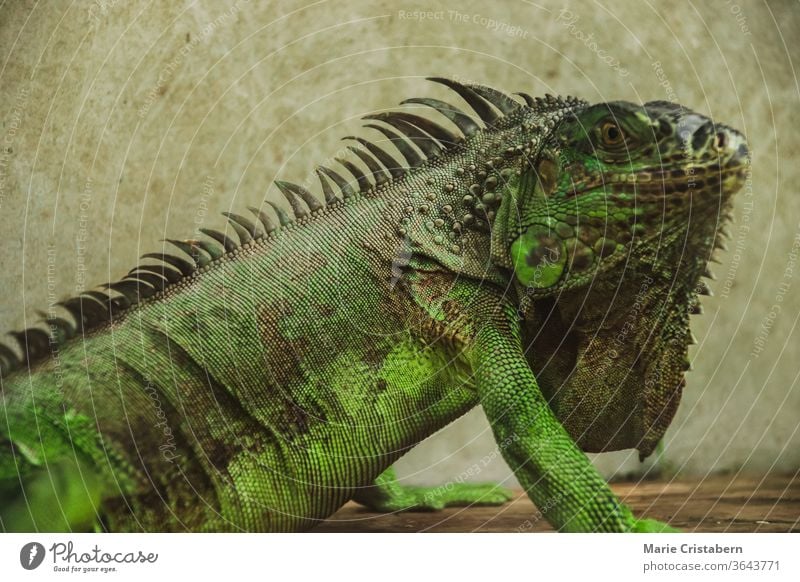 Green iguana or American iguana sold as an exotic pet in Chatuchak Weekend Market in Bangkok City Thailand american iguana animal trade chatuchak weekend market