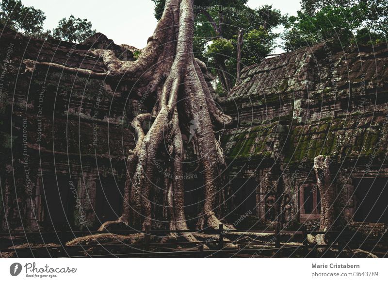 Banyan tree in the famous Ta Prohm in Angkor Archaeological Park, Krong Siem Reap Cambodia angkor archaeological park ta prohm temple siem reap cambodia