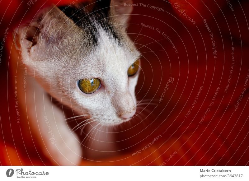 Newly rescued stray cat hiding under an orange mattres showing concept of kindness and promoting  animal welfare shyness looking animal rescue care for animal