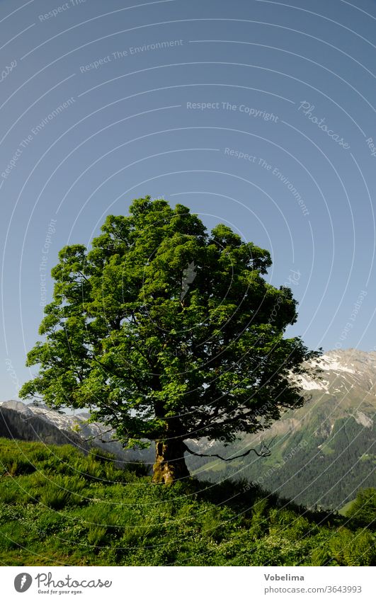 Maple for high areas tree Maple tree hollow bottle Lake Wägital schwyz Switzerland Alpine foothills Alps schwyzer prealps swiss alps mountain mountains Peak