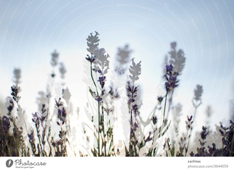 Waiter, a double lavender please. Double exposure Lavender Ease Violet Plant Fragrance Summer bleed flowers Nature Shallow depth of field Blossoming green