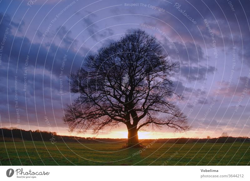 Oak with evening sky Oak tree Evening Evening sun Sunset Sky Nature Landscape evening mood triune Germany Europe Moody cloud Clouds Clouds in the sky