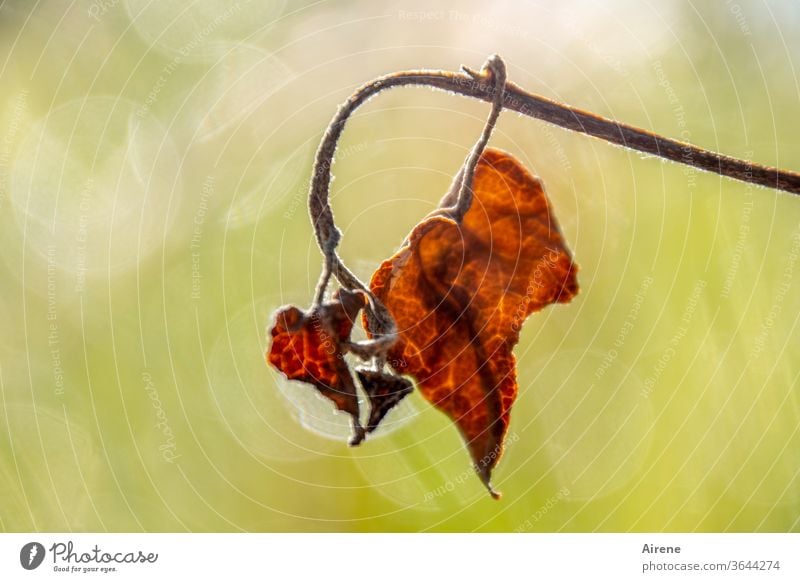 Charm of age Autumn Brown Red Transience Dry Neutral Background Auburn To dry up Goodbye Change Sunlight Light (Natural Phenomenon) Gold Contrast naturally