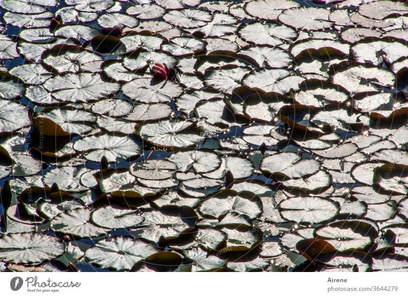 rose-covered Water lily pond Water lily leaf Aquatic plant Lake Pond flaked Plant Positive natural water lily blossom bleed bud Covered overgrown Carpet