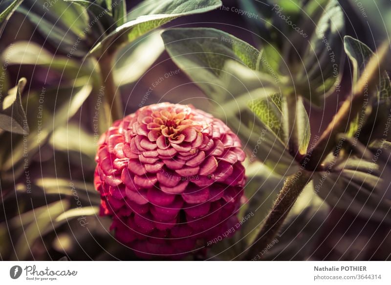 Pink dahlia Dahlia Flower sun ray leaves Colour photo Blossom Garden Blossoming Nature Plant Exterior shot petals Blossom leave Summer Garden plants