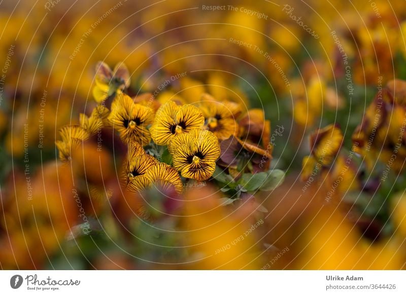 Striped yellow pansies ( Viola ) in the field Pansy viola Yellow Violet plants violet flowers bleed Summer Garden Field cheerful floral botanical Many edible