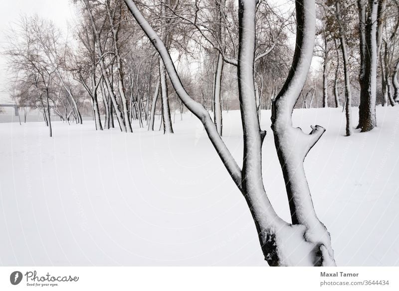 Trees in the Natalka park, close to the Dnieper river in Kiev, Ukraine beautiful clean clear cold cool day environment forest frost frozen glacier ice icy lake