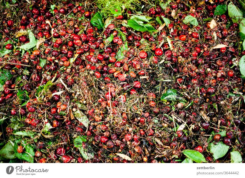 Overproduction Harvest Garden cherries allotment Garden allotments Deserted Nature Plant tranquillity Garden plot Summer Copy Space depth of field waste Biomass