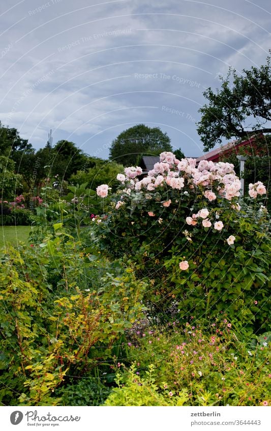 Roses in the garden pink Evening Rose blossom lightning bolt flash flowers bleed conceit Relaxation holidays Garden Blossom leave allotment Garden allotments