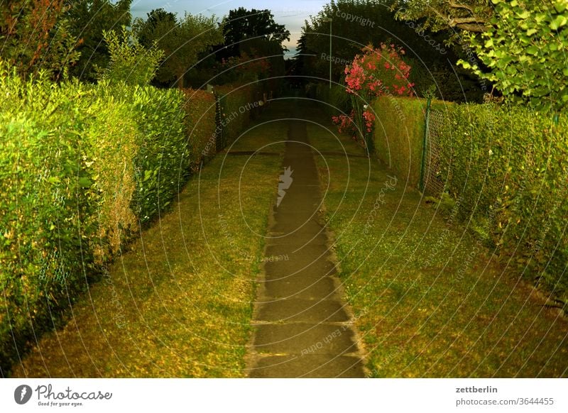 Path through the allotment garden colony in the evening Evening Branch tree lightning bolt flash conceit Relaxation holidays Garden Grass Sky Garden allotments