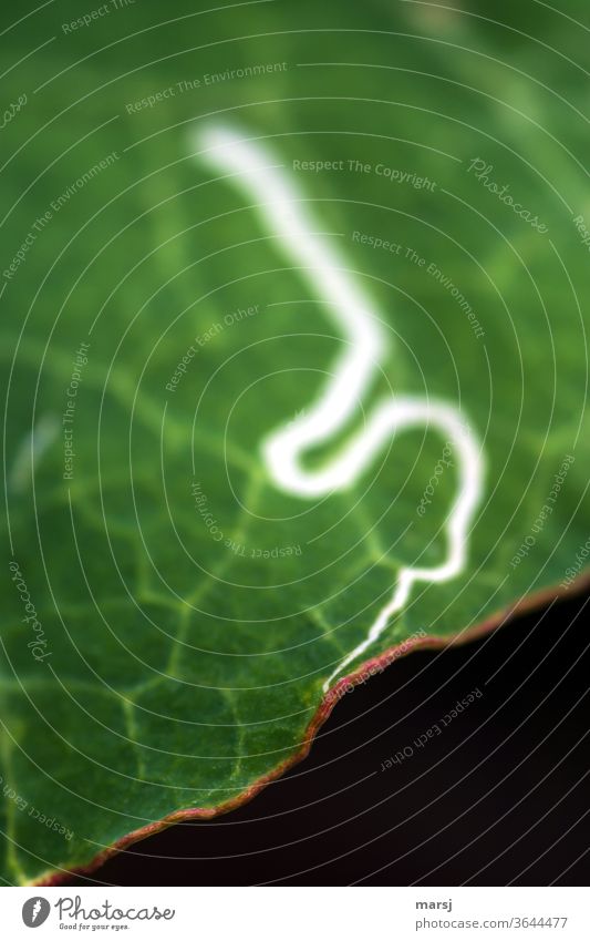 Trace of a pest on a nasturtium leaf Insect spots flaked Nasturtium leaf Aberration leaf margin Rachis green Plant Nature Shallow depth of field Foliage plant