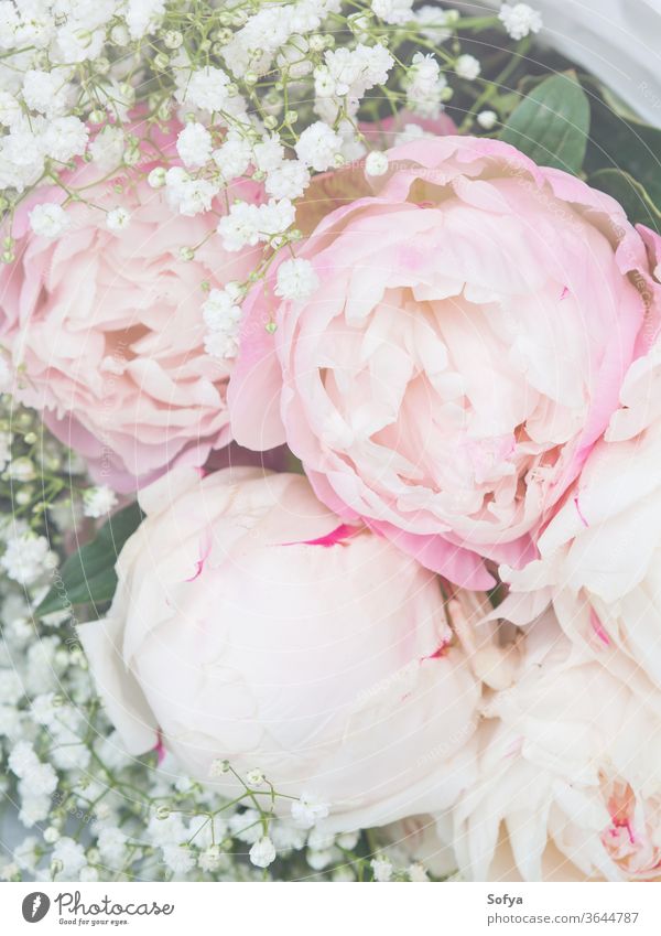 Beautiful bouquet of white and pink peonies background wedding bunch floral summer nature spring valentines day romantic plant petal mothers day give gift decor