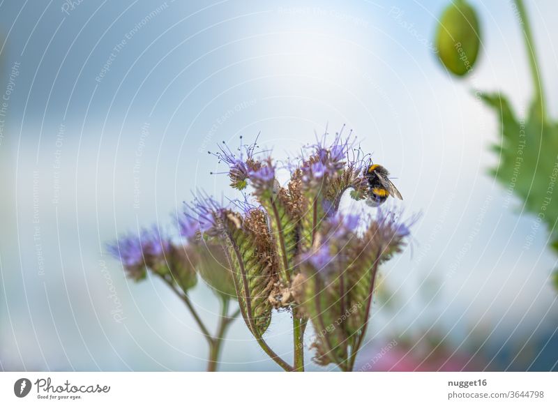 Bumblebee on blossom Bumble bee bleed flowers Insect Animal Summer Nature Exterior shot Colour photo Plant Day Close-up Deserted Grand piano