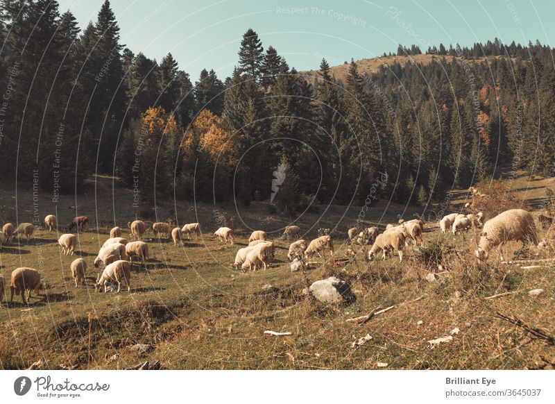 grazing flock of sheep ecology European Evening Outdoors idyllically Valley Peaceful Freedom Landscape Environment already Field Meadow view Agriculture