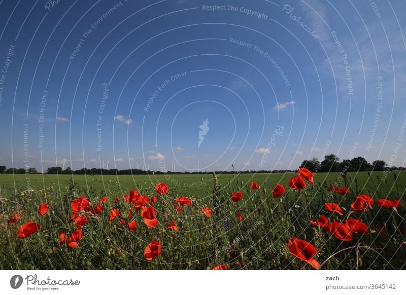 7 days through Brandenburg - Manic Mohnday Field Agriculture acre Barley Barleyfield Grain Grain field Wheat Wheatfield Yellow Blue Sky Clouds Cornfield Summer