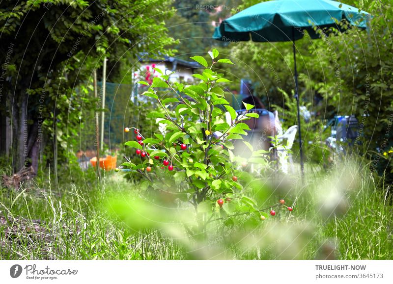 A view of the neighbour's garden with high grass, fence, hedge, bushes, green parasol and a young sour cherry tree that bears some fruit Garden allotment Summer