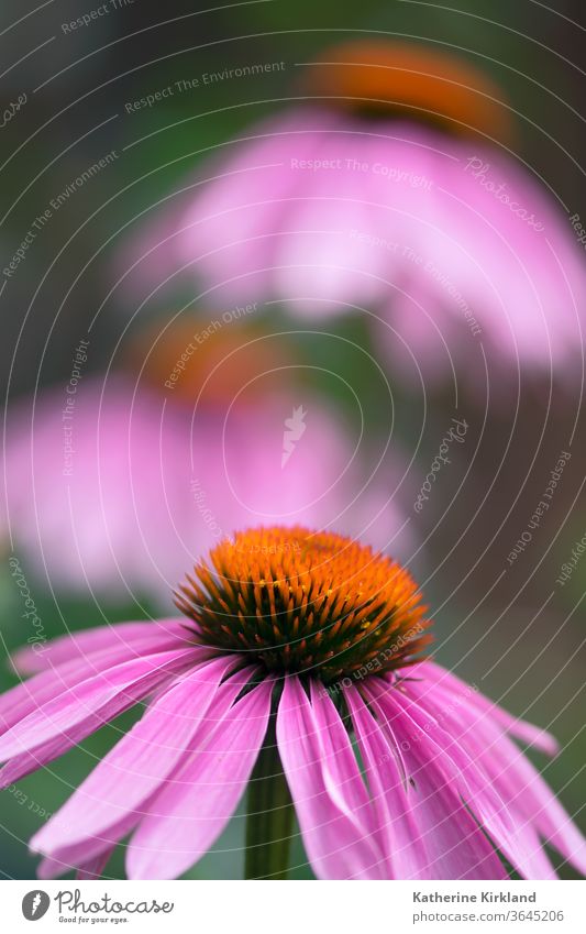 Coneflower Closeup echinacea coneflower purpurea purple pink Green Natural Nature wildflower Flower Garden Gardening perennial Plant closeup macro Bloom medical