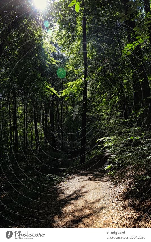 There is always a light in the dark (forest). In any case, Hansel and Gretel would have been glad to have had a flashlight instead of breadcrumbs in the dark, eerie forest.