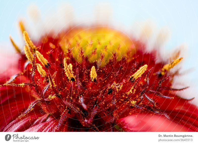 Gaillardia aristata, ceiling flower, centre of a flower head cultivar center North American wild flower asteraceae Composite materials Sunflower Family