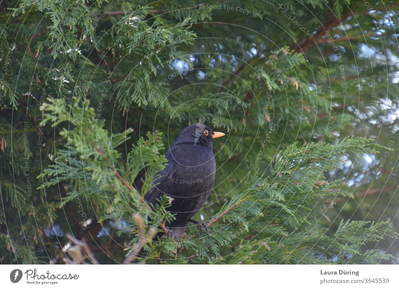 Blackbird male in a fir tree little man plumage birds Animal Nature Wild animal Environment green Garden Animal portrait natural Fir tree Fir branch Fir needle