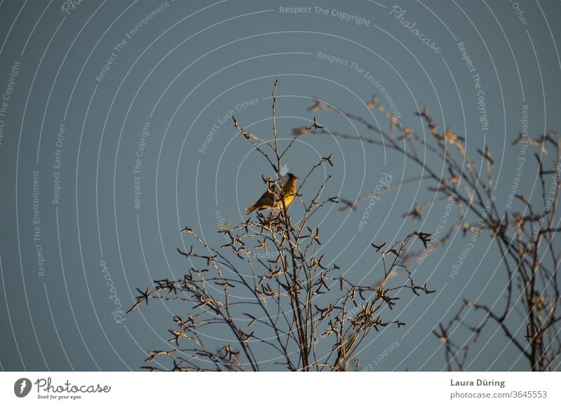 Little bird high up in the tree birds Animal Exterior shot Nature Wild animal Treetops Small Sky already Environment natural covert Hiding place Freedom fauna