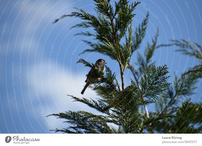 Sparrow high up in a fir tree Passerine bird sparrow birds Animal Exterior shot Nature Wild animal Fir tree Fir branch Fir needle Treetops Small Sky Blue clear