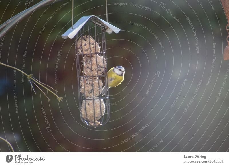 Little blue tit at feeding place nature conservation birds Animal protection Feed Feeding titmice dumplings Feeding area Foraging Exterior shot Nature