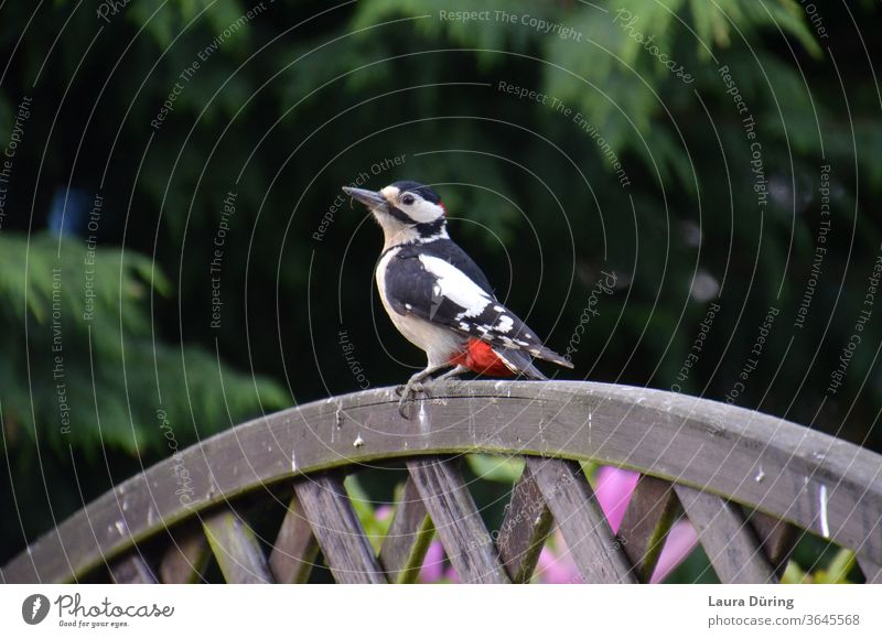 Visit of a woodpecker on garden fence Woodpecker Spotted woodpecker variegated Black White feathered feathers Visitor Fence Garden birds Nature Animal