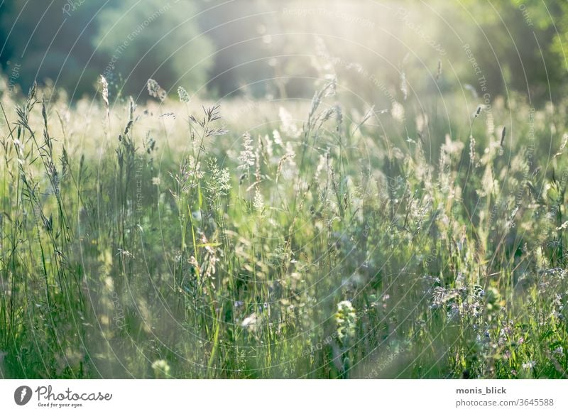 Meadow against the light Dusk twilight Evening evening mood Allacher Haide floodplain Munich Summer grasses green Exterior shot Colour photo Nature Sky Sunset