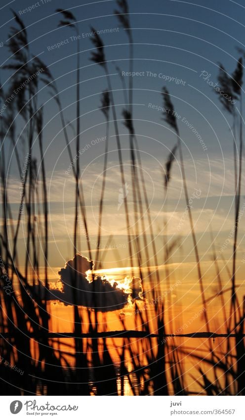 The Sunset Behind ... Nature Plant Water Sky Clouds Sunrise Grass Orange Black Moody Warm-heartedness Calm Idyll Usedom backwater Colour photo Twilight