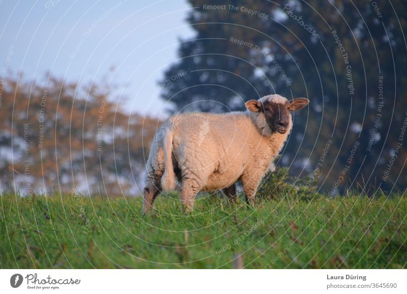 Sheep on meadow in the evening sun Cute Longing Moody Ambience natural light tranquillity Outdoors Calm be Independence moment Snapshot instant Break Light