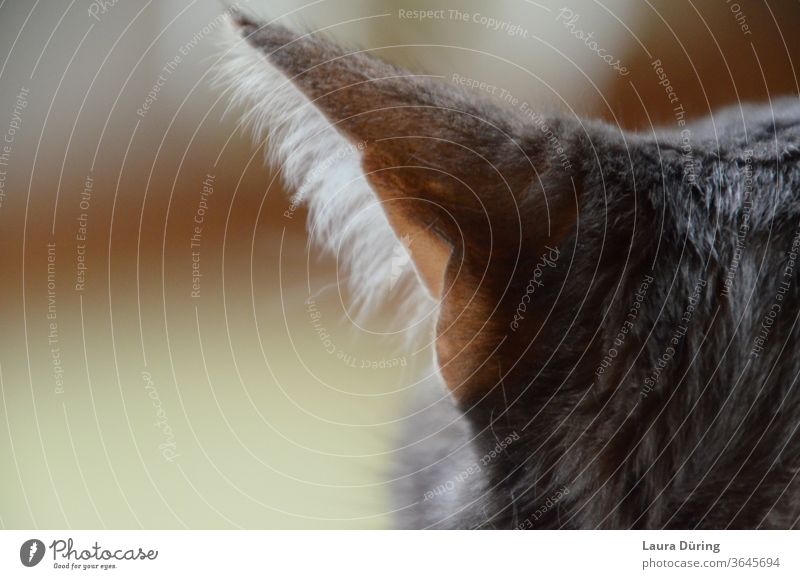 Cat ear close up Cat's ears Ear Noise eavesdrop Light Close-up Animal Pet Pelt Domestic cat Interior shot Cat's head Observe focus hair peak Peaceful Mysterious