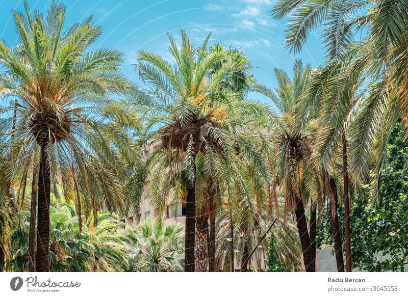 Exotic Architecture And Tropical Street Palm Trees Downtown Barcelona City spain barcelona spanish landmark europe architectural catalonia street urban ancient