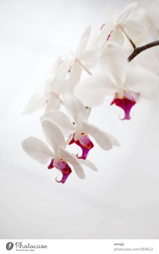 18oo Environment Nature Plant Flower Orchid Blossom Pot plant Exotic Natural Pink White Colour photo Subdued colour Interior shot Close-up Detail