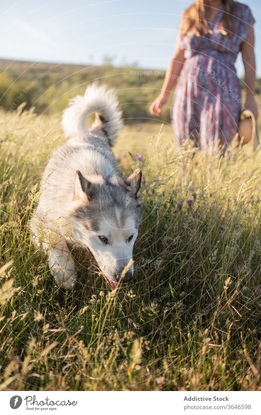 Cheerful woman with dog in field relax friend alaskan malamute cheerful together domestic summer female dress rest straw hat smile stroke caress friendly owner