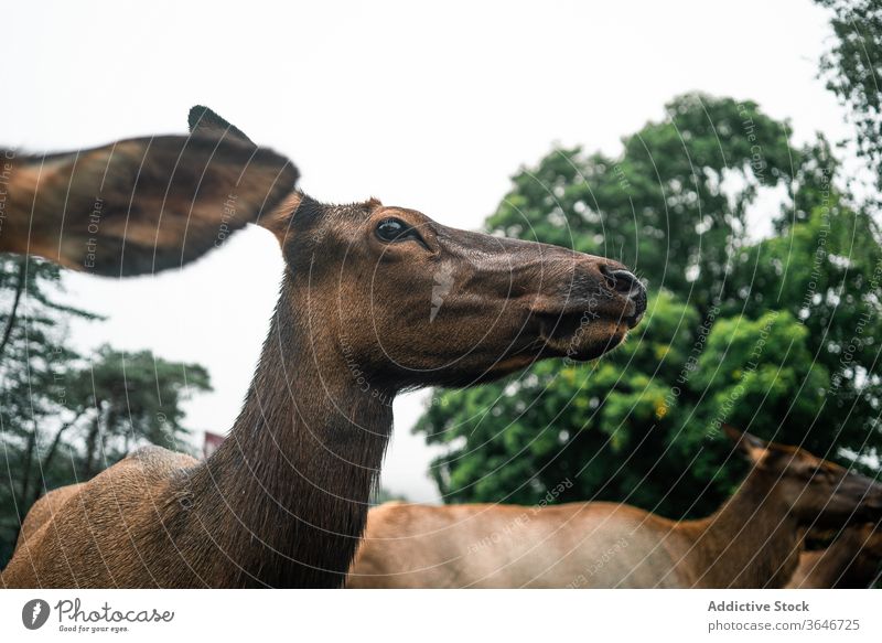 Muzzle of female deer in forest animal muzzle wild cloudy herd graze pasture young overcast mammal environment wet fur humid nature scenic landscape freedom