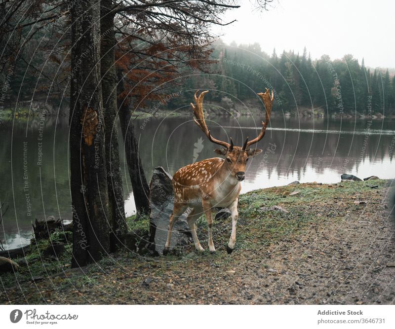 Male deer grazing in forest near lake animal pasture graze spot chital nature environment cloudy wild male antler horn pond water fauna mammal habitat park