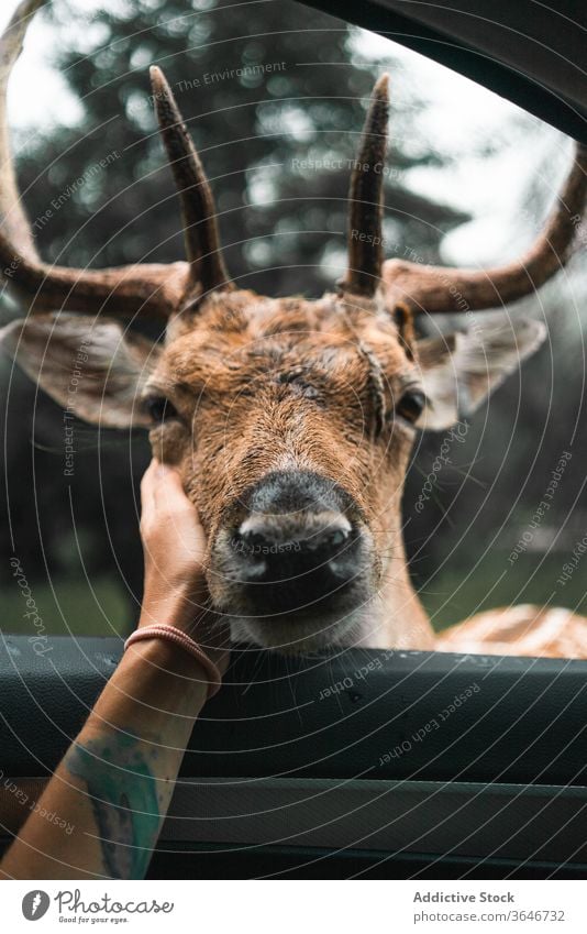 Crop woman caressing spotted deer in forest stroke travel woods animal female wild antler horn nature transport vehicle freedom wildlife natural park enjoy lady