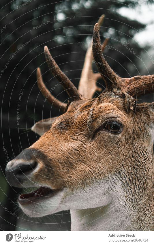 Male deer grazing in forest near lake animal pasture graze spot chital nature environment cloudy wild male antler horn pond water fauna mammal habitat park