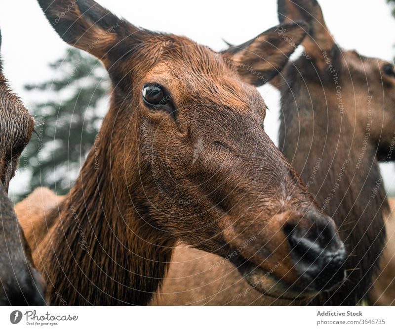 Muzzle of female deer in forest animal muzzle wild cloudy herd graze pasture young overcast mammal environment wet fur humid nature scenic landscape freedom