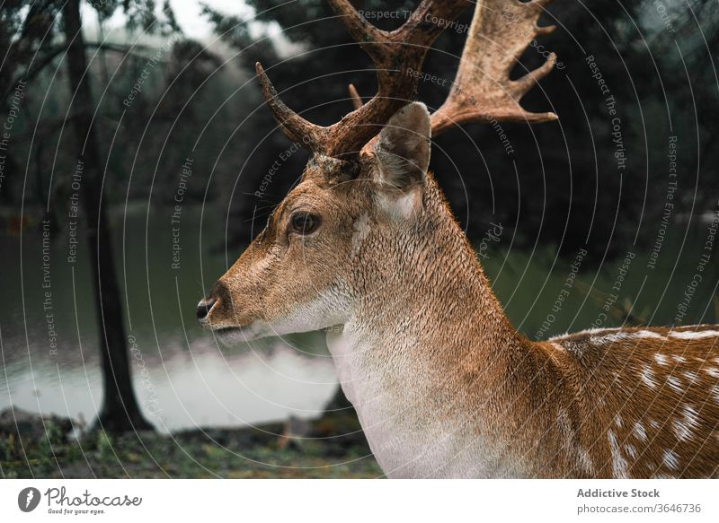 Male deer grazing in forest near lake animal pasture graze spot chital nature environment cloudy wild male antler horn pond water fauna mammal habitat park