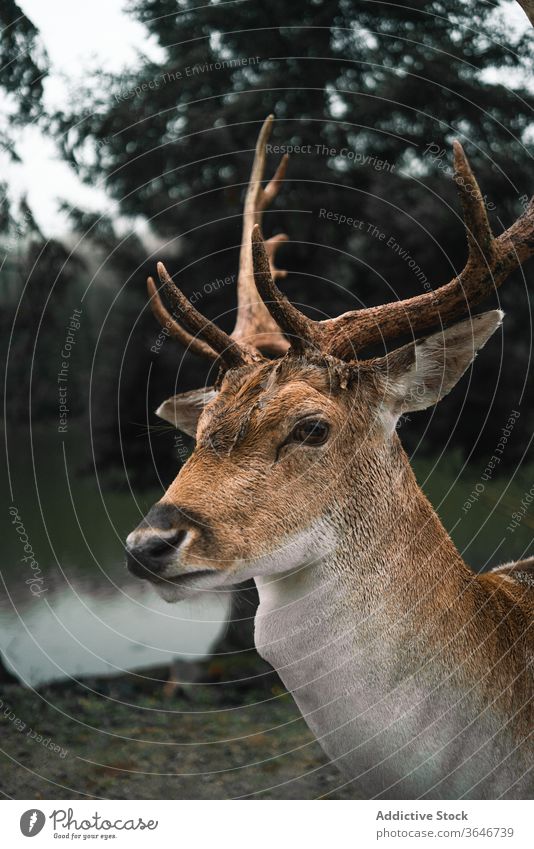 Male deer grazing in forest near lake animal pasture graze spot chital nature environment cloudy wild male antler horn pond water fauna mammal habitat park