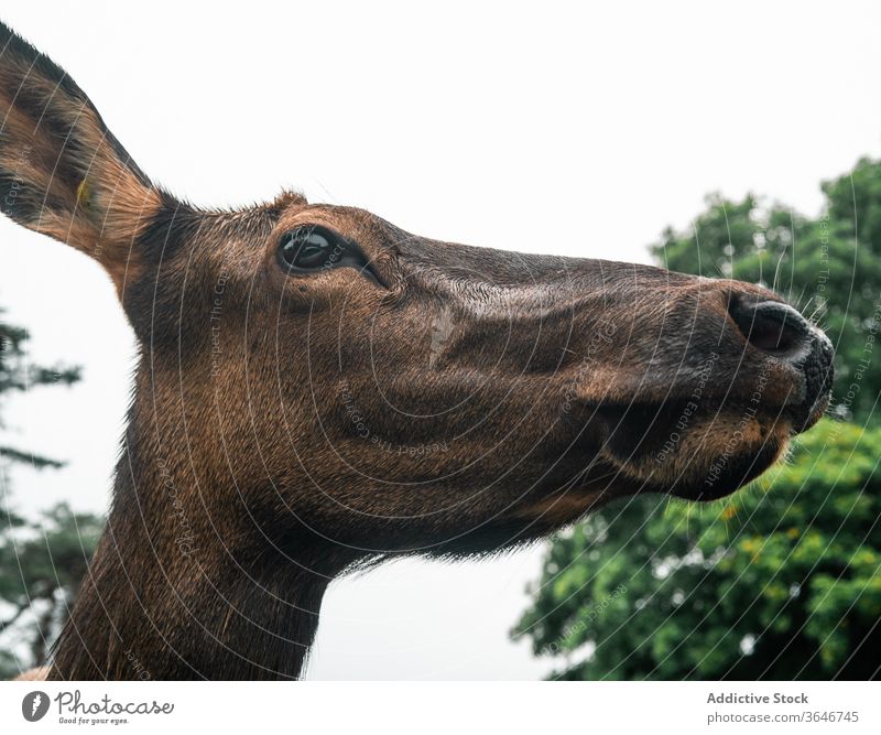 Muzzle of female deer in forest animal muzzle wild cloudy herd graze pasture young overcast mammal environment wet fur humid nature scenic landscape freedom