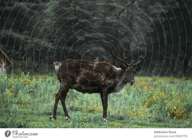 Wapiti deer grazing in meadow in woods wapiti elk pasture wild forest graze animal antler male field grass nature cloudy environment mammal scenic landscape