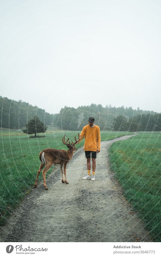 Male traveler caressing deer in natural park wild tourist man stroke animal morning fog male forest path mist landscape environment nature tranquil adventure