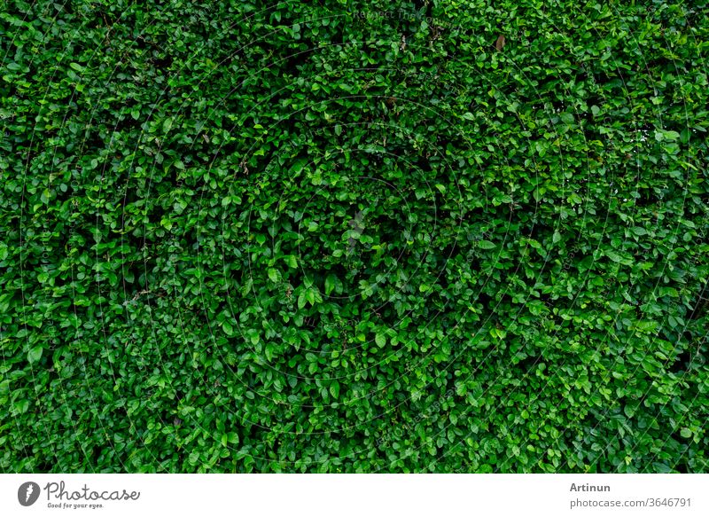 Small green leaves texture background. Evergreen hedge plants. Eco wall. Organic natural background. Clean environment. Ornamental plant in the garden. Many leaves reduce dust in air. Tropical garden.